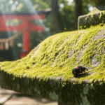 黒いてんとう虫のスピリチュアルな意味｜幸運？警告？状況別に解説